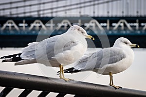 Seagulls at Brooklyn Bridge Park