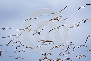 Seagulls and brown pelicans flying of the Pacific Ocean coast; blue sky background