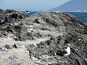 Seagulls Cabo Frio photo