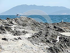 Seagulls Cabo Frio photo