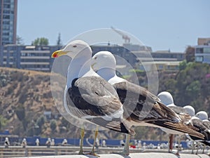 Seagulls at Caleta Portales in Valparaiso Chile