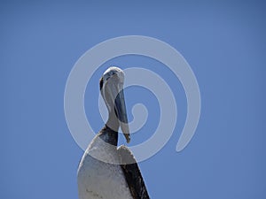 Seagulls at Caleta Portales in Valparaiso Chile