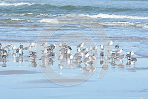 Seagulls cast their large shadow on the ocean sand