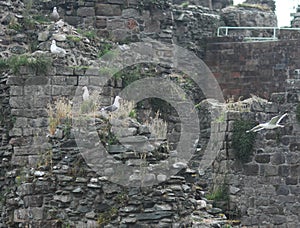Seagulls on the castle photo