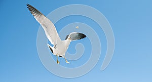 Seagulls catch pieces of food.