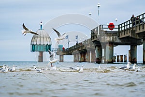 Seagulls catching fish in the baltic sea with pier in the background