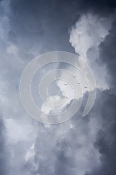 seagulls challenging the clouds