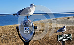 Seagulls at Chatham Beach