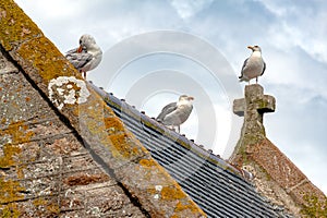 Seagulls on a church roof at Mont Saint Michel, France.