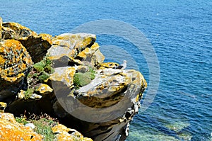 Seagulls from Cies Islands (Galicia, Spain)