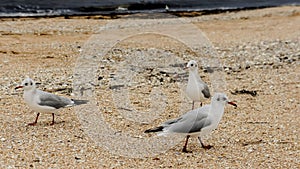 Seagulls close up. seagulls seabirds. seagulls walk on the beach with pebbles on the sea coast
