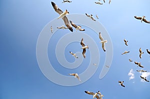 Seagulls on the coast in Buyukada island The Prince Island`s