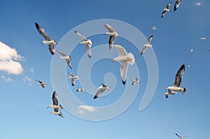 Seagulls on the coast in Buyukada island The Prince Island`s