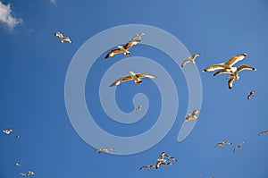 Seagulls on the coast in Buyukada island The Prince Island`s