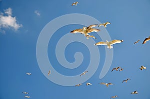 Seagulls on the coast in Buyukada island The Prince Island`s