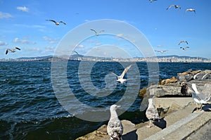 Seagulls on the coast in Buyukada island The Prince Island`s