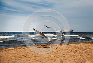 Seagulls on the coast of Mediterranean sea, Tarragona photo