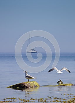 Seagulls at coastline in front of boat