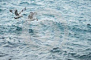 Seagulls collecting food in the somewhat choppy sea of the bosphorus strait