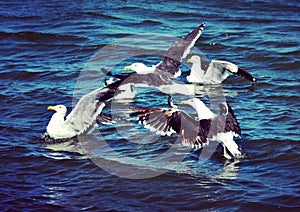 Seagulls competing for food