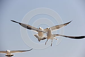 Seagulls are competing for their meals