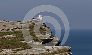 Seagulls couple tintagel