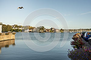 Seagulls in the cove of Kinsale in ireland and in the background the recreational port