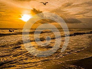 Seagulls, Crashing Waves and Swirling Surf