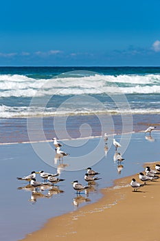 Seagulls and Crested Terns Standing in Surge on Sand Beach of Stockton Beach, New South Wales, Australia