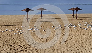 Seagulls on a deserted sandy beach. Quarantine. Not a season