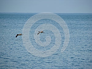 Seagulls at `do Forno` oven Beach