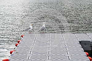 Seagulls on a dock at Kathleen Lake, Yukon, Canada