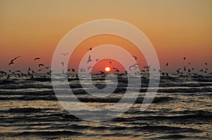 Seagulls and doves silhouettes during sunrise over the baltic sea in gdynia, poland