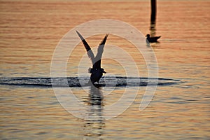 Seagulls and doves silhouettes during sunrise over the baltic sea in gdynia, poland