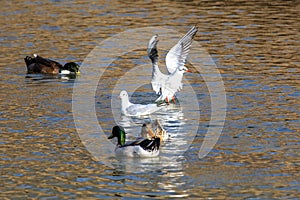 Seagulls and ducks