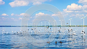 Seagulls and Ducks on the Veluwemeer in the Netherlands with Wind Turbines in a Large Wind Farm