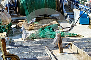 Seagulls eat fish on Board fishing vessel. Blanes