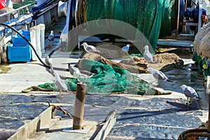Seagulls eat fish on Board fishing vessel. Blanes