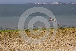 Seagulls eating in the beach.