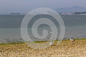 Seagulls eating in the beach.