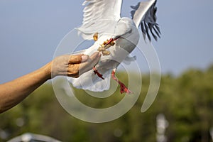 Seagulls eating food from tourists