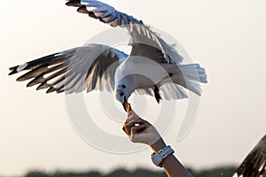 Seagulls eating food from tourists