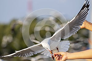 Seagulls eating food from tourists