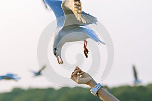 Seagulls eating food from tourists