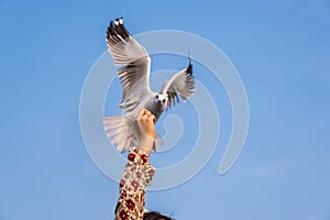 Seagulls are eating fried pork from the hand