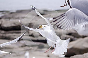 Seagulls eating and squawking in Portland Maine on the Atlantic Ocean shoreline