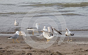 seagulls eats and left crumbs on the shore of the beach in the s
