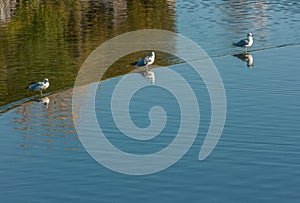 Seagulls at Edge of Dam