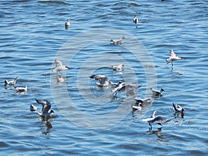 Seagulls in the Elbe