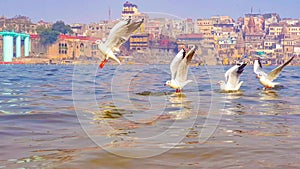 Seagulls enjoy vacation on Ganga river in Varanasi, India